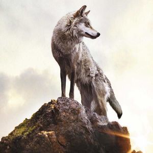 Meet your Posher, Damion